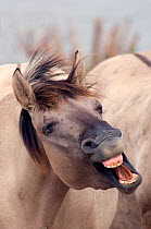 Konik Wild Horse (Equus ferus caballus) yawning. The Netherlands, November.