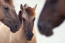 Three Konik Wild Horses (Equus ferus caballus). The Netherlands, November.