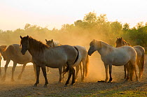 A group of Konik Wild Horses (Equus ferus caballus) standing in dusty sunlight. The Netherlands, July.