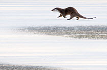 European Otter (Lutra lutra) walking across frozen water. The Netherlands, December. Captive.
