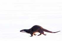 European Otter (Lutra lutra) running over snow. The Netherlands, December. Captive.