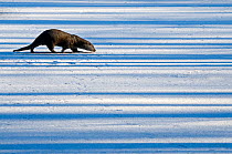 European Otter (Lutra lutra) walking across snow while sniffing the ground. The Netherlands, December. Captive.