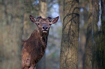 Red Deer (Cervus elaphus) between trees in a woodland. Antlers are beginning to grow from the pedicle on the brow of the skull. The Netherlands, April.