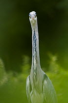 Portrait of Grey Heron (Ardea cinerea) looking directly at lens. The Netherlands, June.