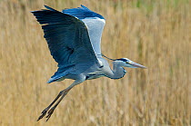 RF- Grey Heron (Ardea cinerea) taking off from reeds. The Netherlands.  June. (This image may be licensed either as rights managed or royalty free.)