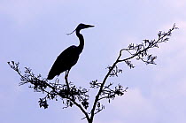 Silhouette of Grey Heron (Ardea cinerea) perched in tree top. The Netherlands, April.