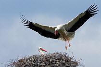 White Stork (Ciconia ciconia) coming in to land while its partner sits on nest. The Netherlands, April.