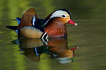 Mandarin Duck (Aix galericulata) male on water. The Netherlands, June.