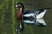 Red Breasted Goose (Branta ruficollis) on water. Captive. The Netherlands, June.