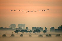 A flock of Greylag Goose (Anser anser) flying in formation above misty fields. The Netherlands, March.