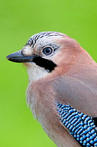 Eurasian Jay (Garrulus glandarius) in profile showing colouring on cheek and primary flight feathers. The Netherlands, June.