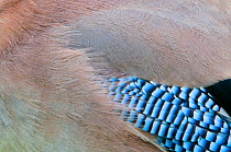 Close-up of Eurasian Jay (Garrulus glandarius) showing shoulder and primary flight feather colours. The Netherlands, June.
