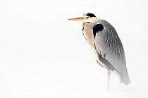 Grey Heron (Ardea cinerea), neck retracted and standing on leg to reduce heat loss in snow. The Netherlands, January.