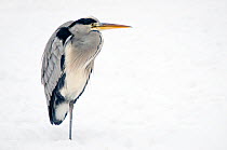 Grey Heron (Ardea cinerea), neck retracted and standing on one leg to reduce heat loss in snow. The Netherlands, January.