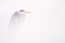 Grey Heron (Ardea cinerea), neck retracted to reduce heat loss in snow. The Netherlands, January.