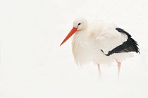 White Stork (Ciconia ciconia) in snow. The Netherlands, January.