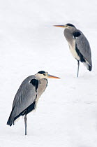 Two Grey Heron (Ardea cinerea) in snow.  They stand on one leg and retract their necks to reduce heat loss. The Netherlands, January.