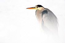 Grey Heron (Ardea cinerea), neck retracted to reduce heat loss in snow. The Netherlands, January.