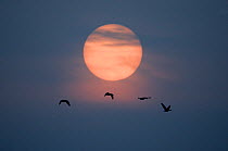 A small flock of four Greylag Goose (Anser anser) flying in formation against a full moon. The Netherlands, January.