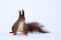 Red Squirrel (Sciurus vulgaris) in snow. Austria, January.