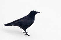 Carrion Crow (Corvus corone) standing in snow. The Netherlands, January.