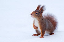 Red Squirrel (Sciurus vulgaris) standing in snow, holding a paw to its chest to reduce heat loss. Austria, January.