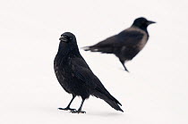A Carrion Crow (Corvus corone), foreground, and a Hooded Crow (Corvus cornix), background, standing on snow. The Netherlands, January.