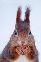 Portrait of a Red Squirrel (Sciurus vulgaris) feeding. Austria, January.