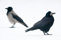 Profiles of a Rook (Corvus frugilegus), right, and a Hooded Crow (Corvus cornix), left, standing on snow. These species are gregarious and sometimes flock together but do not interbreed. The Netherlan...