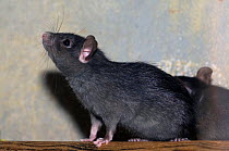 Black Rat (Rattus rattus) in a domestic environment. Captive. The Netherlands