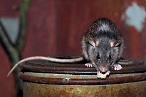 RF- Black Rat (Rattus rattus) feeding in domestic environment. Captive. The Netherlands. (This image may be licensed either as rights managed or royalty free.)