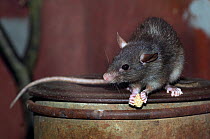 Black Rat (Rattus rattus) feeding in a domestic environment. Captive. The Netherlands