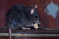 Black Rat (Rattus rattus) feeding in a domestic environment. Captive. The Netherlands, June.