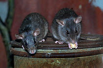 Two Black Rat (Rattus rattus) in a domestic environment, one of which is feeding. Captive. The Netherlands, June.