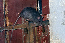 Black Rat (Rattus rattus) in domestic environment. Captive. The Netherlands, June.