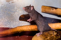 Black Rat (Rattus rattus) standing on hind legs in domestic habitat. The Netherlands