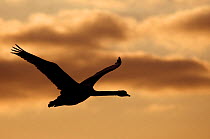 RF- Silhouette of a Mute Swan (Cygnus olor) in flight. The Netherlands. March. (This image may be licensed either as rights managed or royalty free.)