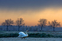 Mute Swan (Cygnus olor) standing on frosty grass. The Netherlands, March.