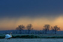Mute Swan (Cygnus olor) standing on frosty grass as rain approaches. The Netherlands, March.