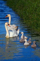 RF- Mute Swans (Cygnus olor), male and female with five cygnets on water near riverbank.  The Netherlands. June. (This image may be licensed either as rights managed or royalty free.)