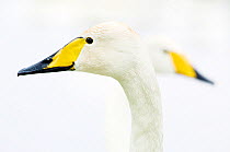 Two Whooper Swans (Cygnus cygnus) in profile. The Netherlands, June.