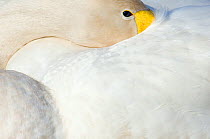 Whooper Swan (Cygnus cygnus) with its beak tucked under its wing. The Netherlands, June.