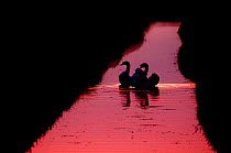 Silhouettes of two Mute Swan (Cygnus olor) swimming on stream. The Netherlands, June.