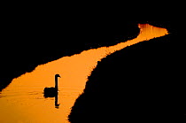 RF- Silhouette of Mute Swan (Cygnus olor)  on stream in the Netherlands. June. (This image may be licensed either as rights managed or royalty free.)
