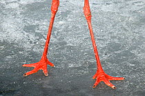 Legs of a White Stork (Ciconia ciconia) on ice. The Netherlands, January.