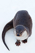 European Otter (Lutra lutra) standing on ice. Captive. The Netherlands, January.