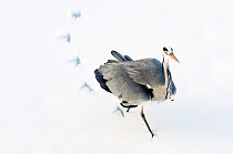 Grey Heron (Ardea cinerea) leaving footprints while walking through snow. The Netherlands, January.