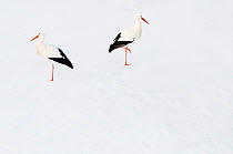 Two White Stork (Ciconia ciconia) standing in snow. The Netherlands, January.