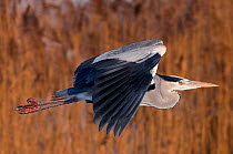 Grey Heron (Ardea cinerea) in flight against grassed habitat. The Netherlands.