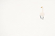 Whooper Swan (Cygnus cygnus) walking across snow. The Netherlands, January.